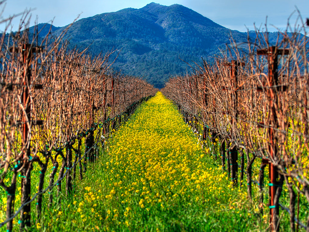 Let's Spice Things Up with Some Mustard – WineShop At Home, image size:1024x768