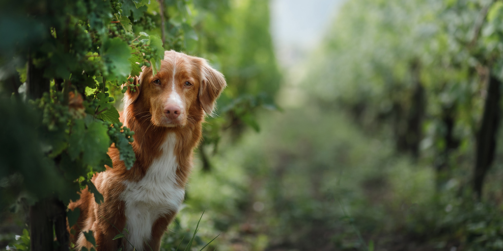 Dog in vineyard