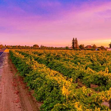 Beautiful sunset above a Lodi vineyard