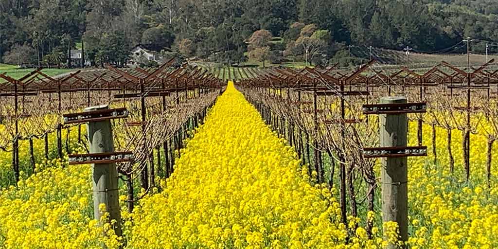 Mustard growing in a vineyard