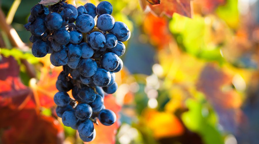 Grape Harvest is Upon Us in California