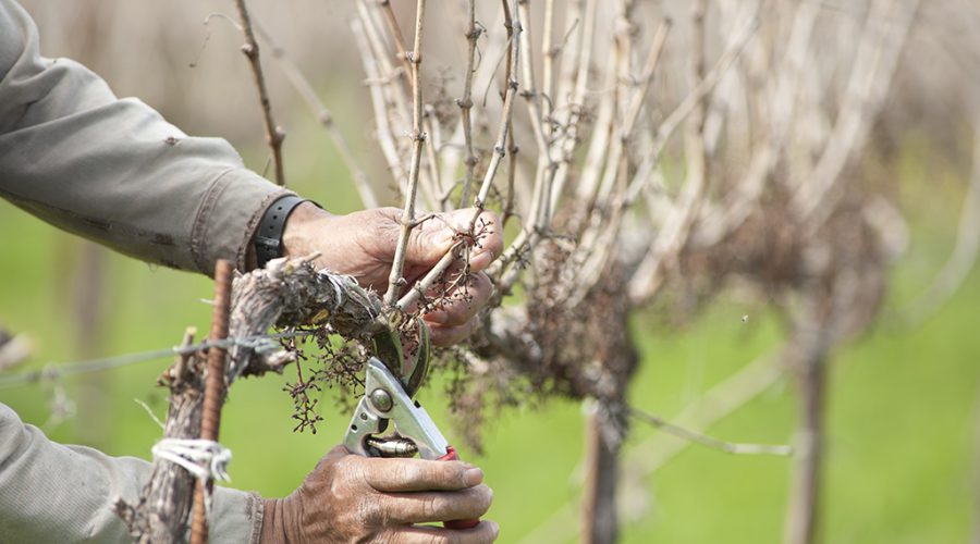 Pruning Grapevines