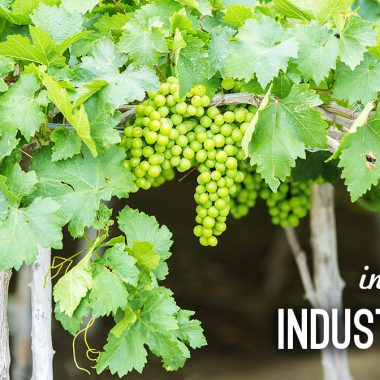 Organic, Sustainable and Biodynamic, the Future of the Wine Industry?