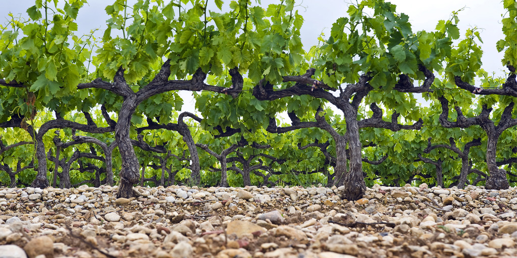 Grapevines with rocky soil in Bordeaux