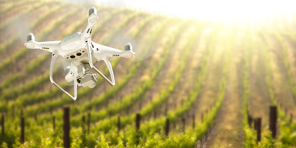Drone in the air over grape vineyard