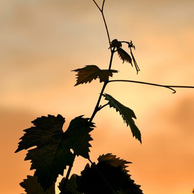 Vine leaves with fall sunset