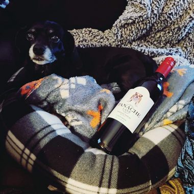A gorgeous puppy chilling in his bed next to a bottle of Panache Lane Bodacious