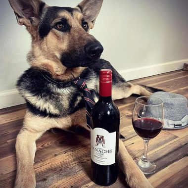 A gorgeous German Shepard wearing a bowtie posing in front of a filled glass and bottle of Panache Lane Bodacious