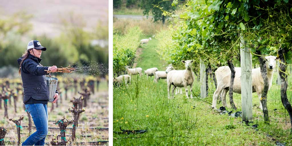 sheep in the vineyard, winemaker in the vineyard